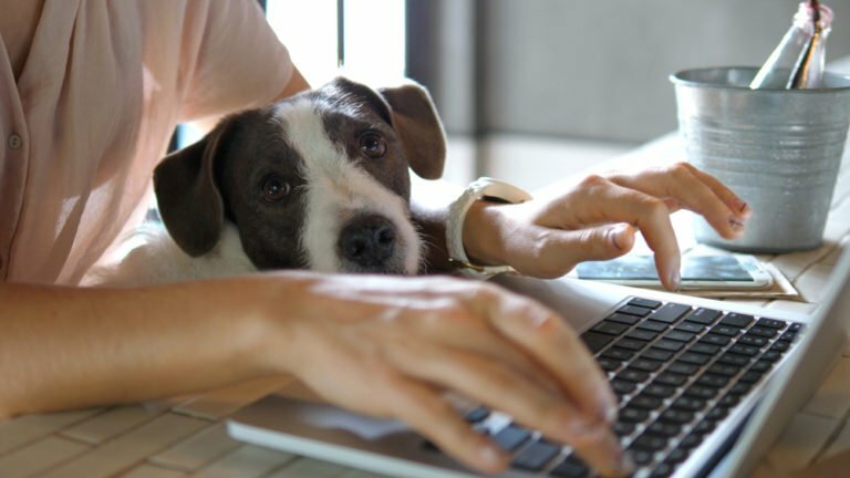 Pet Shop on-line: confira nossa avaliação
