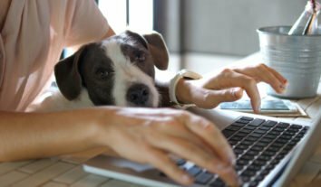 Pet Shop on-line: confira nossa avaliação