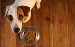 Bassar Pet Food solicita recall de produtos