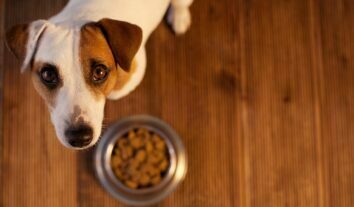 Bassar Pet Food solicita recall de produtos