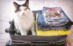 Viajar com seu pet: entenda como arrumar as malas