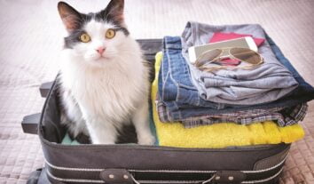 Viajar com seu pet: entenda como arrumar as malas
