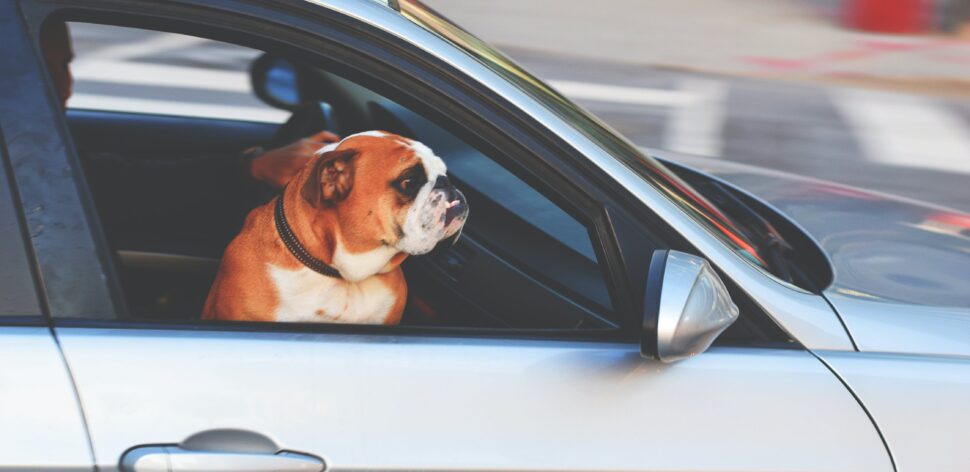 Transporte por aplicativo: é permitido levar o pet no carro?