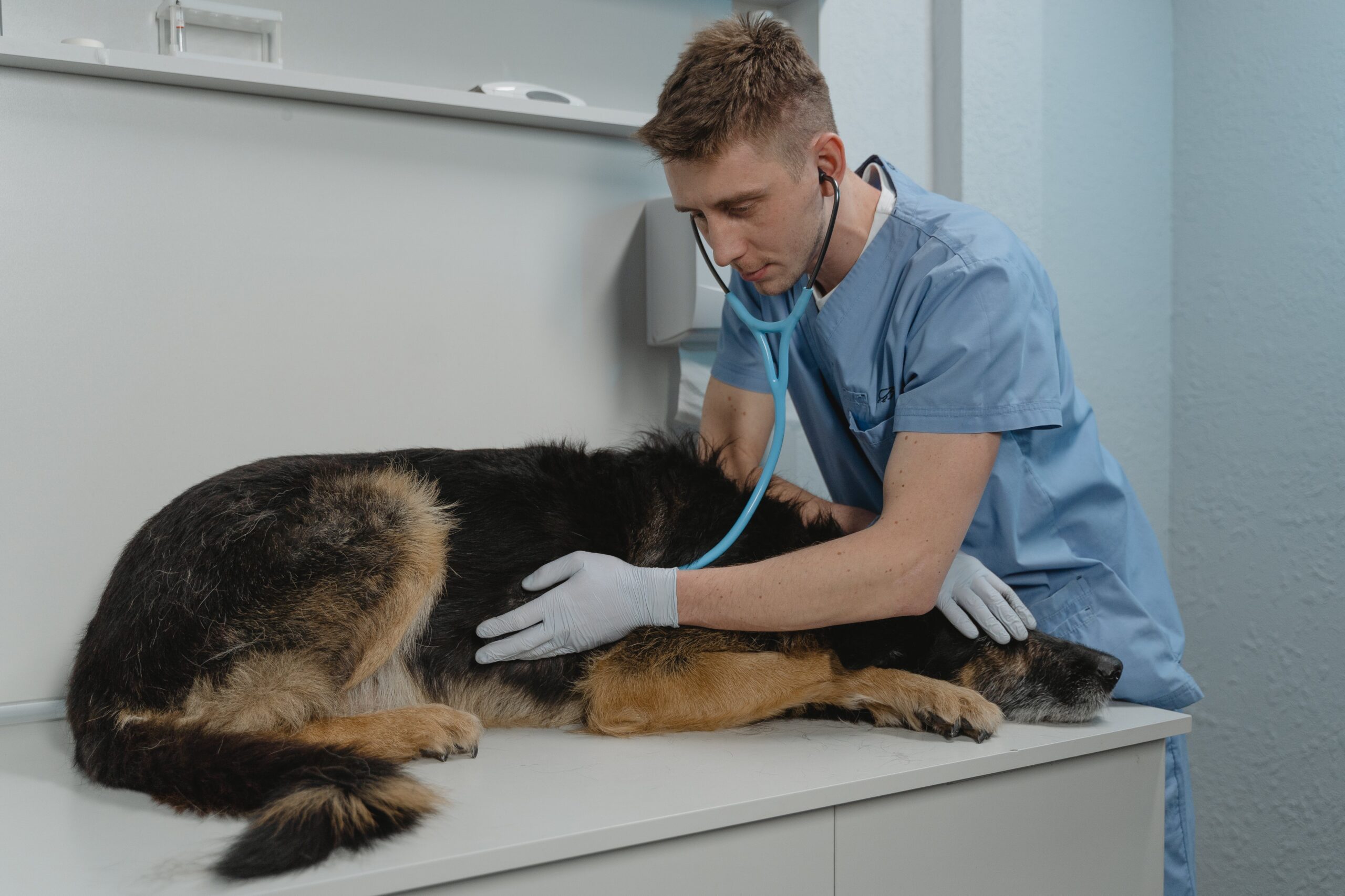 Saiba onde encontrar assistência médica gratuita para animais em São Paulo