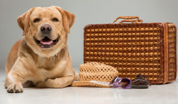 Viagem com cachorro: dicas, regras e orientações