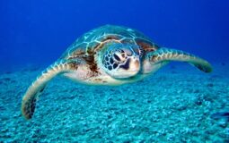 Dia da Tartaruga: qual o papel do Brasil na proteção de espécies ameaçadas?